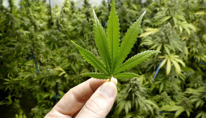 Hand Holding Small Marijuana Leaf with Indoor Cannabis Plants in Background